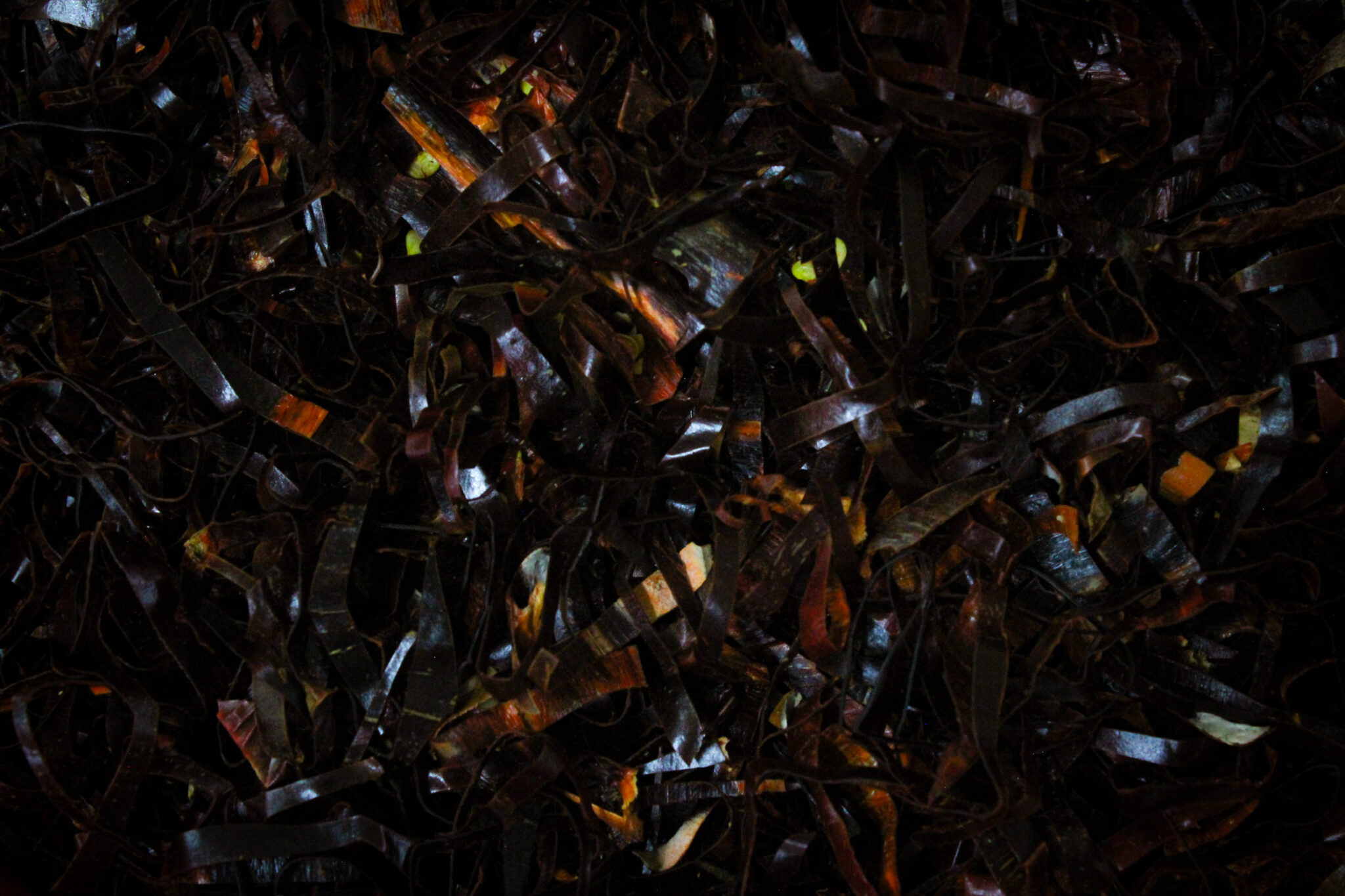 Vegetales e Ingredientes-6